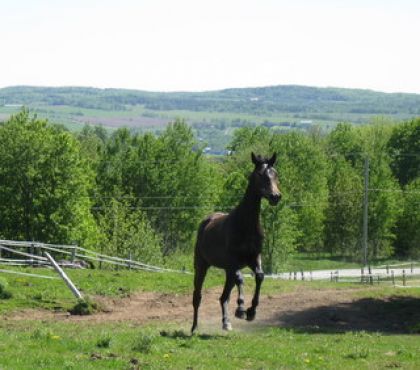 Au grand galop, elle rejoint ses compagnes !