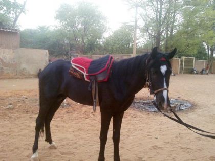 mon cheval , Henzo