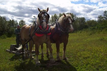 Voila Sam et sa soeur MAggy!!(sam est celui qui est avec sakic...