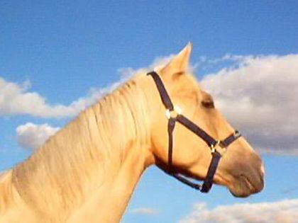 Palo, un splendide palomino que moi et **Nini** avons eu en demi...