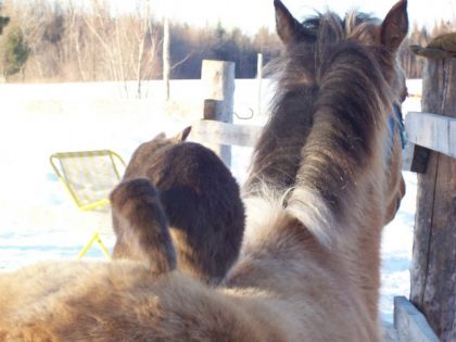 Épona et son chat montrent les fesses !