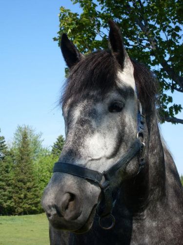 Max, le percheron X de l'oncle à mon chum et meilleur ami de mon...