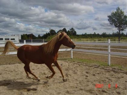 sheza