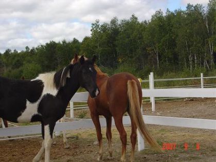 trop beaux