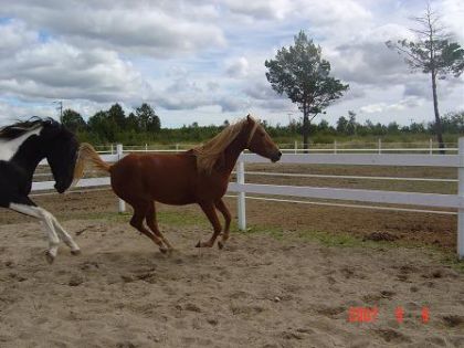 lol eclipse qui samuse et sheza