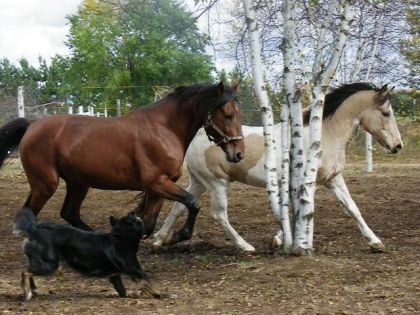 Les trois amies