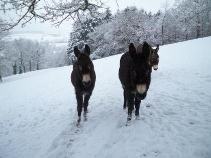 petit souvenir d'hiver de mes trois anes dans la neige!
