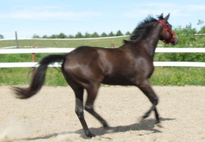 Au galop.