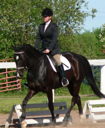 Dressage show