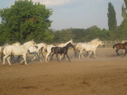 un grooooooooos herd de lippizans qui courent pour entrer dans...