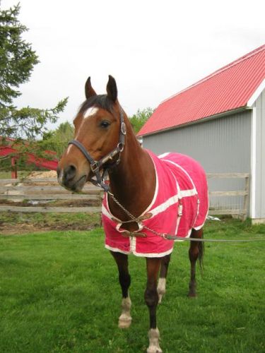 Tornade le nouveau cheval de ma maman ; un arabe super gentils!...