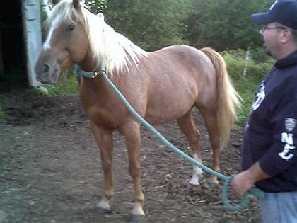 Le cheval d'un ami que l'on vient de racheter... N,est-ce pas...