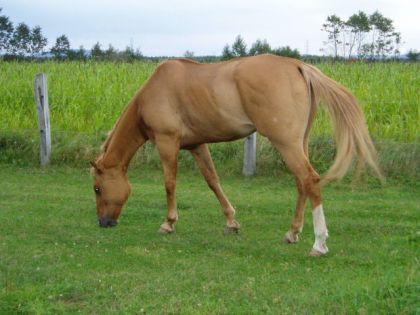 Mon vieux... (23 ans) toujours en pleine forme a part qu'il est...