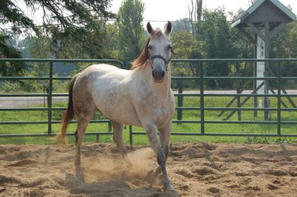 Mon beau Ti-Cu