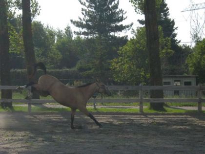 Daphnée en pleine action!