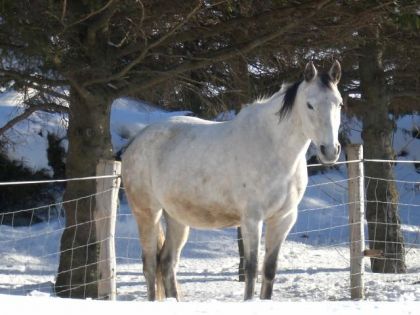 Armony hiver 2010