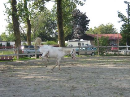 la premiere que mustang bouge comme il faut dans un bon bout de...