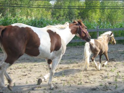 Sunny et Brushing