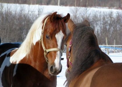Wisha et Punky <3
