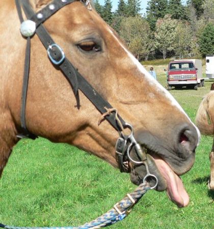 Cheval qui tire la langue