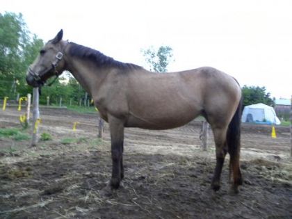nouvelle jument de ma niece! appaloosa buskin p-e croiser!