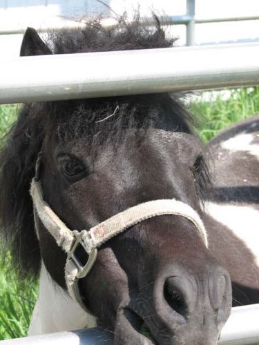 Mon petit poney paint