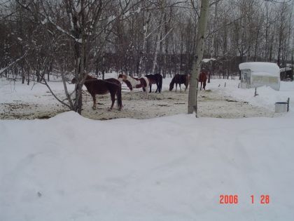 une partie des chevaux quand il etais jeune