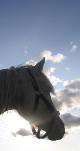 Stormy : Regard au loin :) 