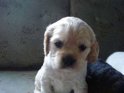 Chiot Cocker chez ma mere.Ils sont adorable!