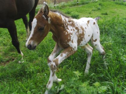 mon  bébé  et sa première course