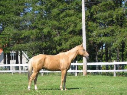 Quarter horse au paturage