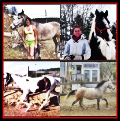 Lequel préférer vous ? :) Le paint c'est mon cheval midnight &...
