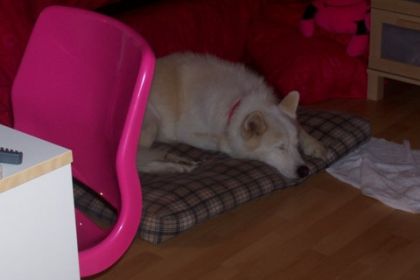 Winter sur son coussin