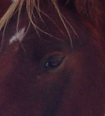 Oeil de jument