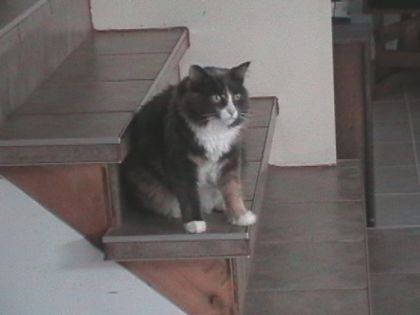 mon chat mimine