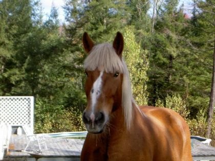 Elle s'appelle Catin et elle est race   belge pui c'est mon...