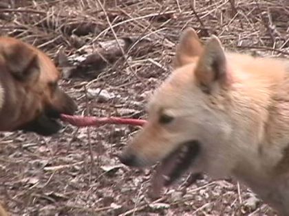 Un chien qui en traine un autre