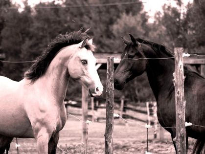 last day en furie..version black & white ;)