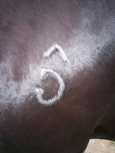 Est-ce que quelqu'un sait d'ou sa vien ce tatoo la?