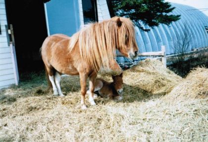 Mon premier cheval (poney) a vie :-) il y a 12 ans