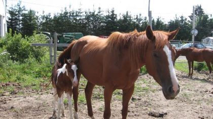 Sheza Jack Trouble et Special Stalion. Sheza est la fille de...