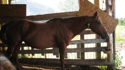 Sheza Miss T Trouble la championne de barils