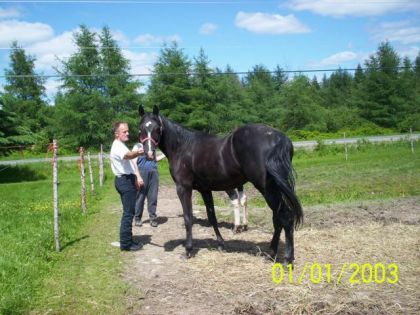 Tornade la fille de Black Beauty et Just In Passing