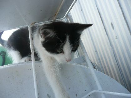 Mon petit Mohak qui vien nous dire bonjour.lol