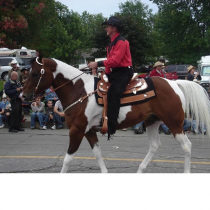 Voilà pour les amoureux de cette race ! Il était dans la parade...