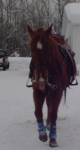 Cheval qui tire la langue