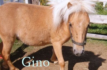 Gino avec ca belle coiffure!!