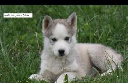 bien voila le nouveau membre de la famille ** Kinéki** malamute...