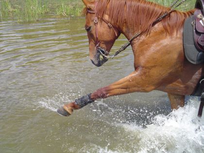 Enjoy joue dans l'eau, on dirait presque le pas espagnol!