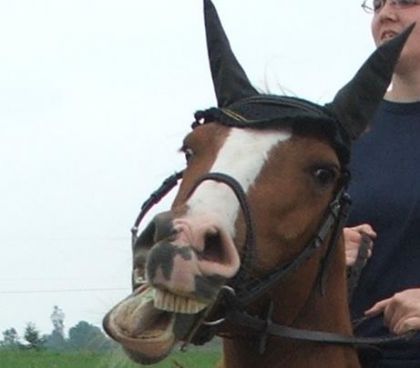 Cheval qui fait une grimace